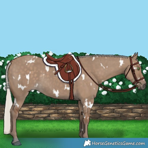 Horse Color:White Spotted Silver Grullo Rabicano 