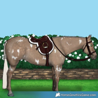 Horse Color:White Spotted Silver Grullo Rabicano 