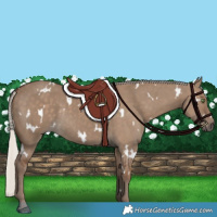 Horse Color:White Spotted Silver Grullo Rabicano 