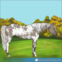 Horse Color:White Spotted Silver Grullo Rabicano 