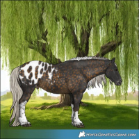 Horse Color:Silver Buckskin Tobiano Blanket 