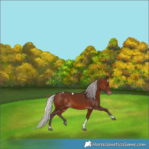 Horse Color:Silver Bay Tobiano Appaloosa 