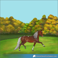 Horse Color:Silver Bay Tobiano Appaloosa 