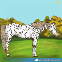 Horse Color:Liver Chestnut Tobiano Near Leopard 