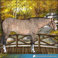 Horse Color:Bay Dun  and Bay Dun Splash 
