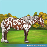 Horse Color:Silver Brown Tobiano Near Leopard 