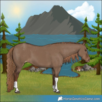 Horse Color:Liver Red Dun Tobiano Appaloosa 