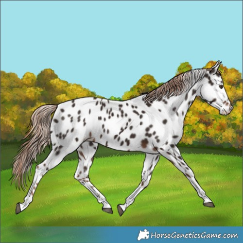Horse Color:Liver Chestnut Tobiano Appaloosa 