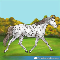 Horse Color:Liver Chestnut Tobiano Appaloosa 