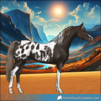 Horse Color:Liver Chestnut Tobiano Appaloosa
