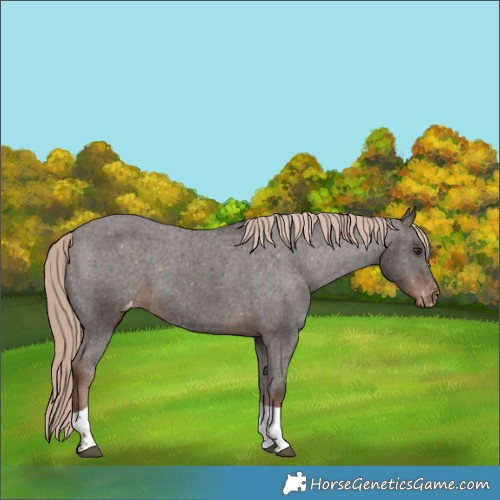 Horse Color:Liver Chestnut Tobiano Appaloosa