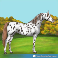 Horse Color:Liver Chestnut Tobiano Appaloosa