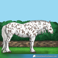 Horse Color:Silver Black Tobiano Appaloosa 