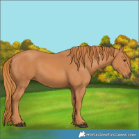 Horse Color:Chestnut 