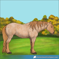 Horse Color:Red Roan 