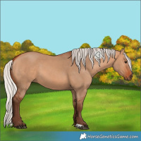 Horse Color:Silver Bay Dun 