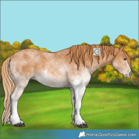 Horse Color:White Spotted Chestnut 