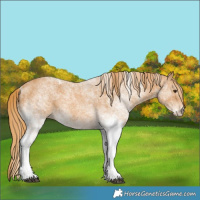 Horse Color:White Spotted Chestnut 