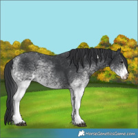 Horse Color:White Spotted Black 