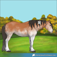 Horse Color:White Spotted Bay 