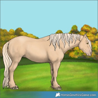 Horse Color:Gold Champagne 