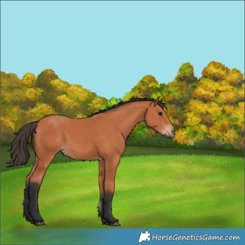 Horse Color:Bay 
