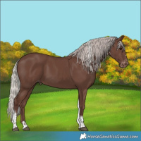 Horse Color:Silver Black Tobiano Appaloosa 