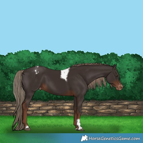 Horse Color:Liver Chestnut Tobiano Appaloosa 