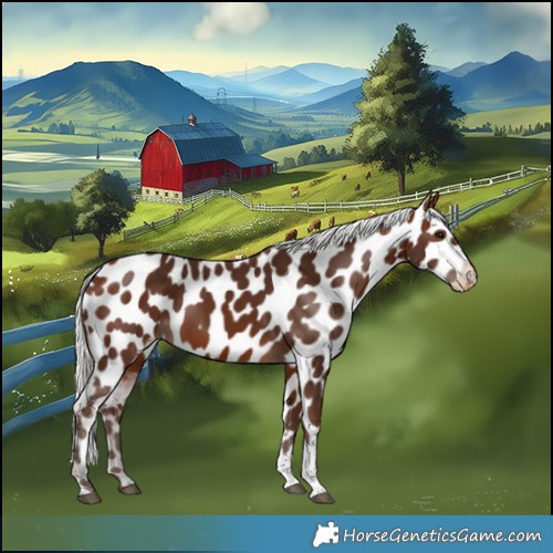 Horse Color:Silver Bay Tobiano Appaloosa 