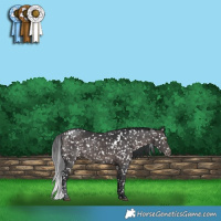 Horse Color:Platinum White Spotted Brown Appaloosa 