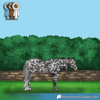 Horse Color:Platinum White Spotted Brown Appaloosa 