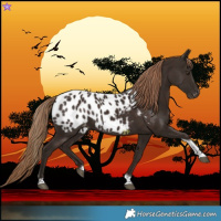 Horse Color:Liver Chestnut Tobiano Near Leopard 
