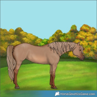 Horse Color:Red Dun 