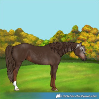 Horse Color:Gray Chestnut 