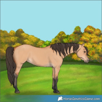 Horse Color:Bay Dun 