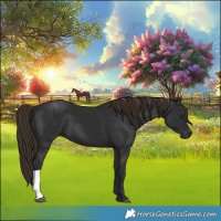 Horse Color:Gray Liver Chestnut