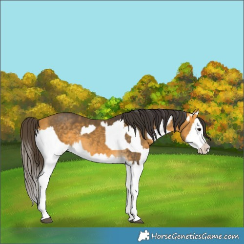 Horse Color:Buckskin Splash  and Buckskin Splash 
