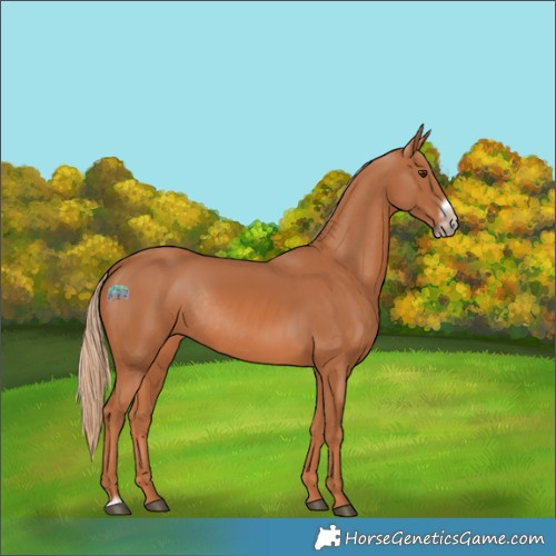 Horse Color:Chestnut Frame Rabicano 