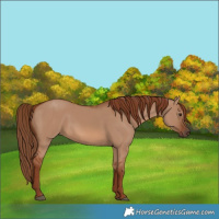 Horse Color:Red Dun 