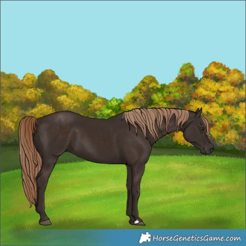 Horse Color:Liver Chestnut 