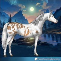 Horse Color:Silver Buckskin Tobiano Blanket 