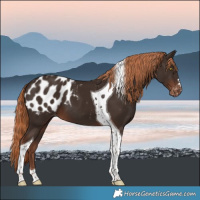 Horse Color:Liver Chestnut Tobiano Appaloosa 