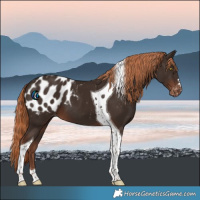 Horse Color:Liver Chestnut Tobiano Appaloosa 