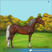 Horse Color:Silver Brown Tobiano 
