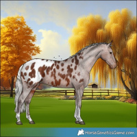 Horse Color:Powder White Silver Bay Tobiano Appaloosa 