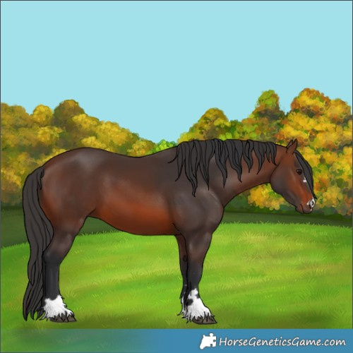 Horse Color:Brown 