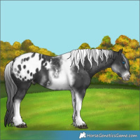 Horse Color:White Spotted Black Splash Tobiano Frame Appaloosa