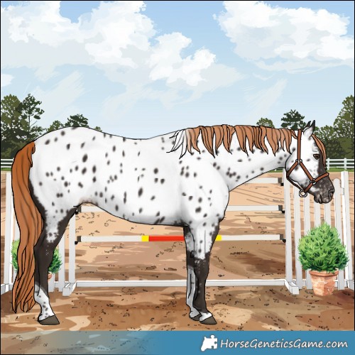 Horse Color:Liver Chestnut Tobiano Appaloosa 