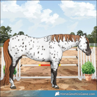 Horse Color:Liver Chestnut Tobiano Near Leopard 