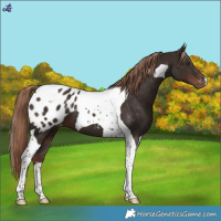 Horse Color:Liver Chestnut Tobiano Blanket 